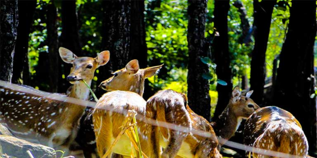 dehradun zoo